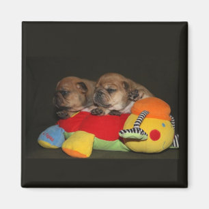 Französische Bulldogge Süße Welpen French Bulldog Magnet