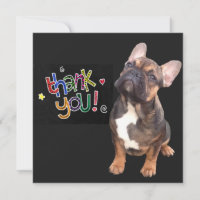 Französische Bulldogge Thanks French Bulldog