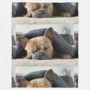Französische Bulldogge unter der Decke