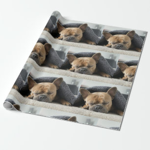 Französische Bulldogge unter der Decke Geschenkpapier