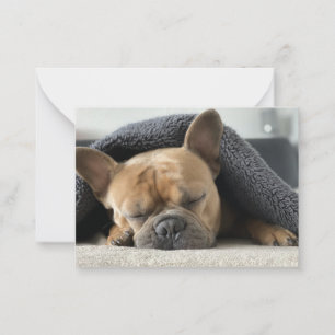 französische Bulldogge unter der Decke Mitteilungskarte