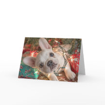 Französische Bulldogge Weihnachtskarte – Welpe in 