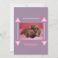 Französische Bulldogge Welpe French Bulldog