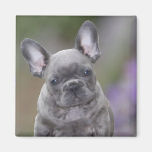 Französische Bulldogge Welpe French Bulldog Magnet