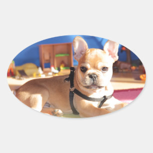 Französische Bulldogge Welpe French Bulldog Ovaler Aufkleber