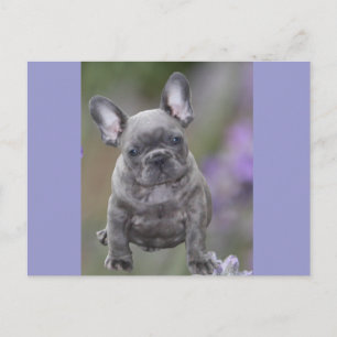 Französische Bulldogge Welpe French Bulldog Postkarte