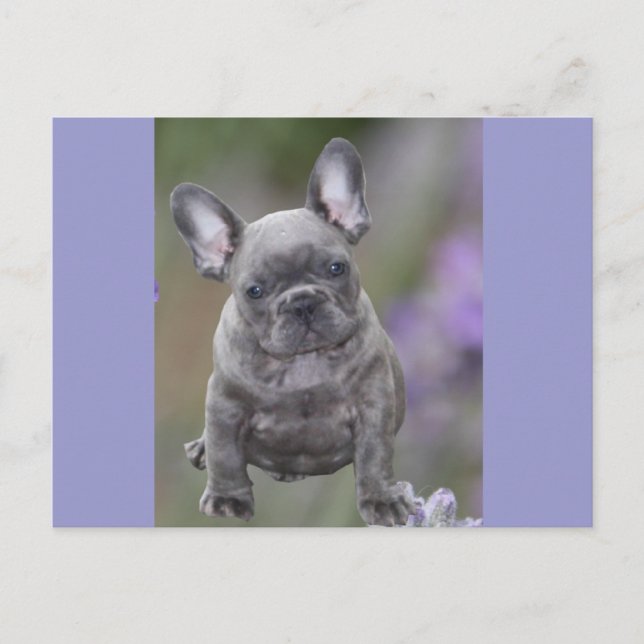 Französische Bulldogge Welpe French Bulldog Postkarte (Vorderseite)
