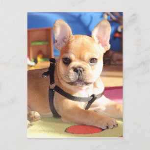 Französische Bulldogge Welpe French Bulldog Postkarte