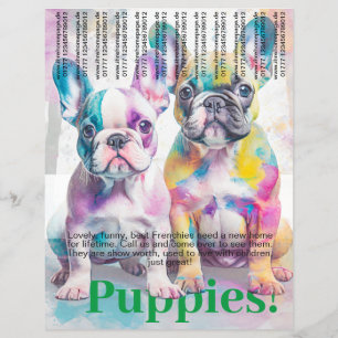 Französische Bulldogge Welpen Flyer