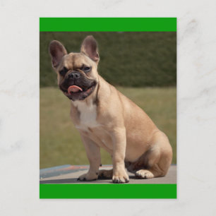 Französische Bulldogge Welpen-Hund-Postkarte Postkarte