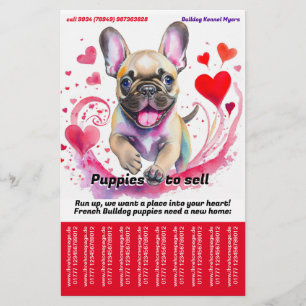 Französische Bulldogge Welpen verkaufen Flyer