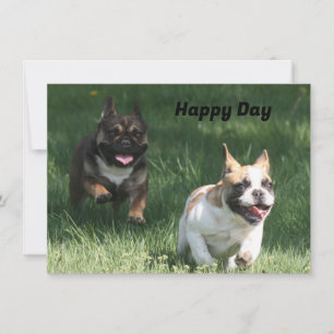 Französische Bulldogge Wettrennen French Bulldog