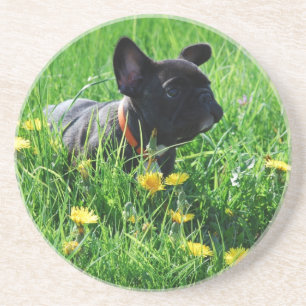 Französische Bulldogge Wiese French Bulldog Getränkeuntersetzer