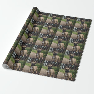 Französische Bulldogge Wurfkissen Geschenkpapier