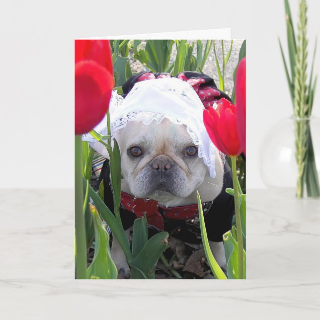Französische Bulldogge zum Geburtstag in einem nie Karte (Vorderseite)