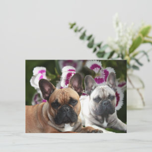 Französische Bulldogge zwei Freunde French Bulldog Einladung