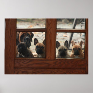 Französische Bulldoggen Fenster FrenchvBulldog Poster