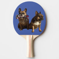 Französische Bulldoggen Freundschaft