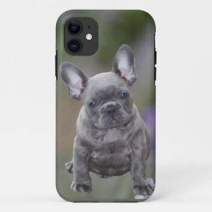 Französische Bulldoggen IPhone 11  Pad Hülle 