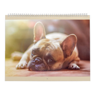 Französische Bulldoggen-Kalender Kalender
