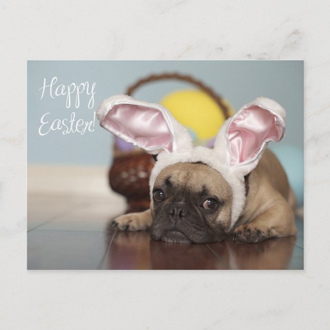 Französische Bulldoggen-Ostern-Karte! Feiertagspostkarte (Vorderseite)