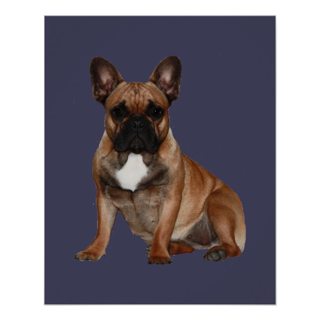 Französische Bulldoggen Poster (Vorderseite)