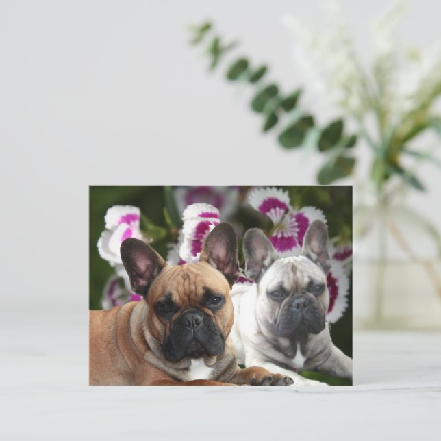 Französische Bulldoggen Postkarte (Stehend Vorderseite)