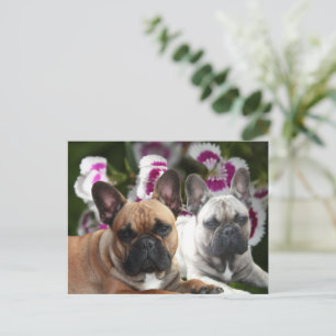 Französische Bulldoggen Postkarte