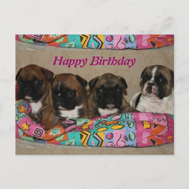 Französische Bulldoggen Postkarte (Vorderseite)