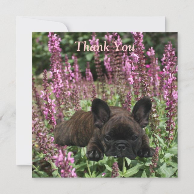 Französische Bulldoggen Postkarte Thank You (Vorderseite)