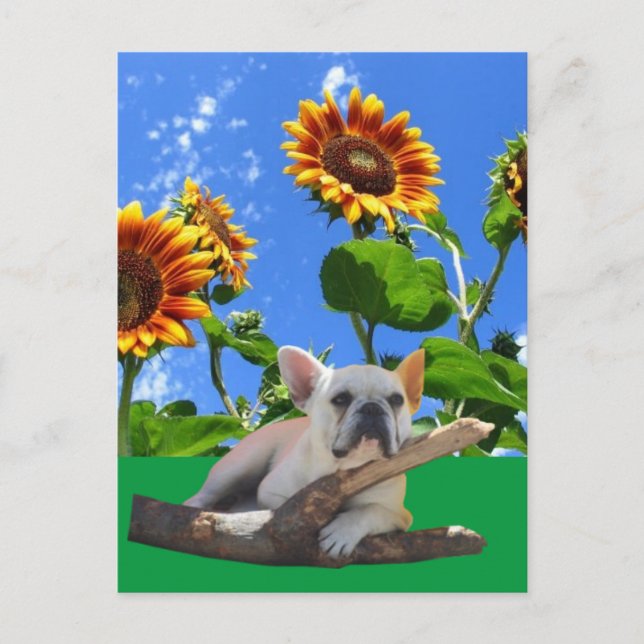 Französische Bulldoggen Sonnenblume French Bulldog Postkarte (Vorderseite)