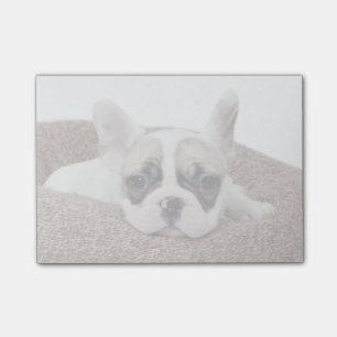 Französische Bulldoggen-Welpe, der in einem Post-it Klebezettel