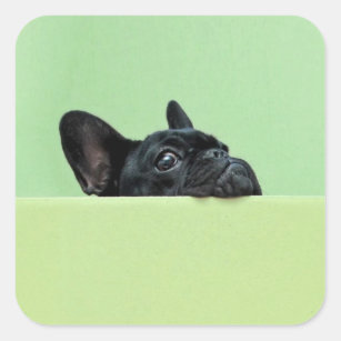 Französische Bulldoggen-Welpe, der über Wand Quadratischer Aufkleber