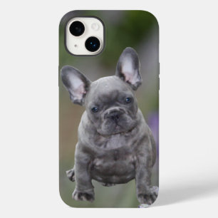Französische Bulldoggen Welpe French Bulldog Case-Mate iPhone 14 Plus Hülle