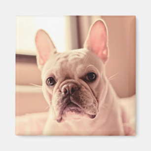 Französische Bulldoggen-Welpe Magnet