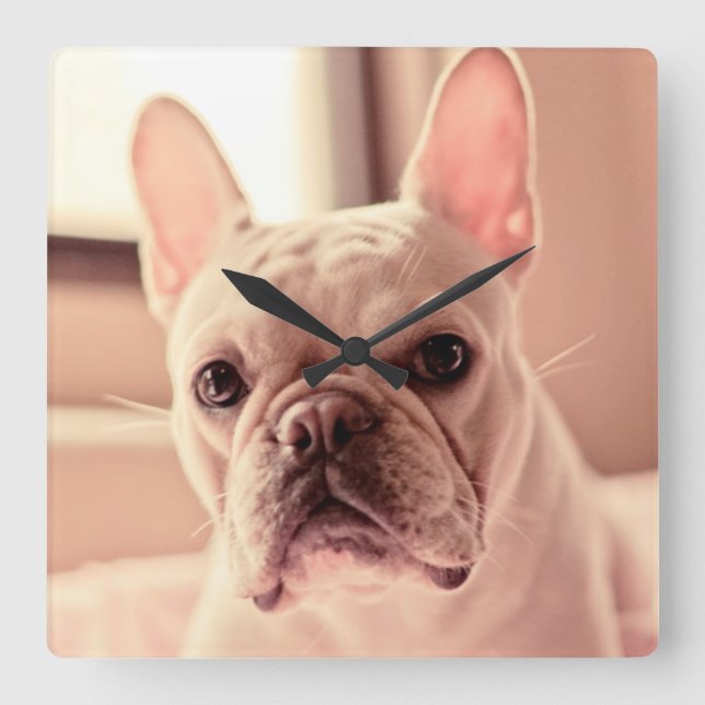 Französische Bulldoggen-Welpe Quadratische Wanduhr (Vorderseite)