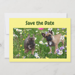 Französische. Bulldoggen Wiese French Bulldog Einladung