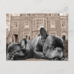 Französische Bulldogs Postkarte