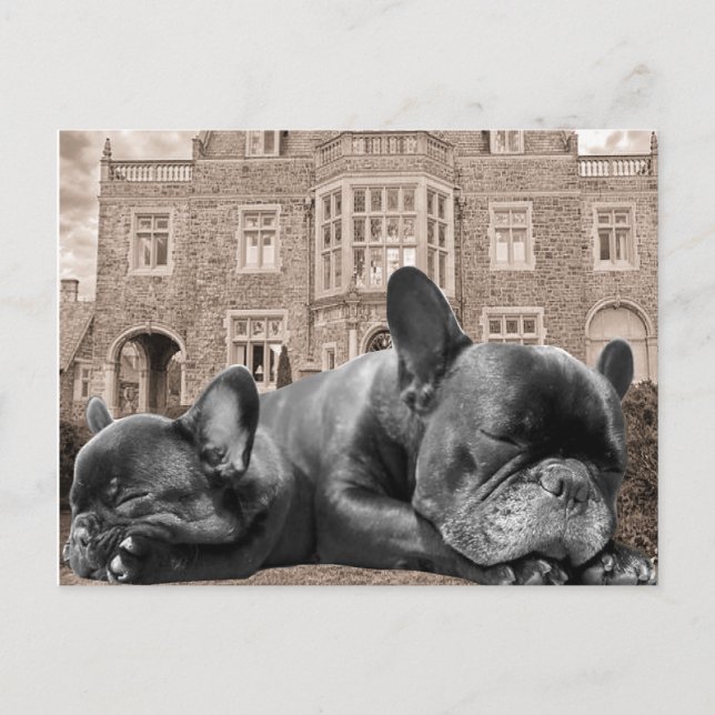 Französische Bulldogs Postkarte (Vorderseite)