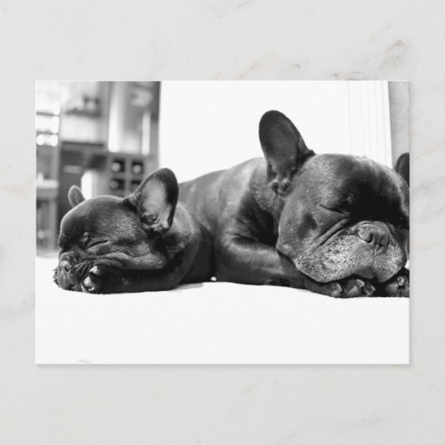 Französische Bullhunde Welpen, die nebeneinander s Postkarte (Vorderseite)
