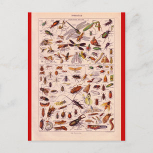 Französische Enzyklopädie 1920, Insekten Postkarte
