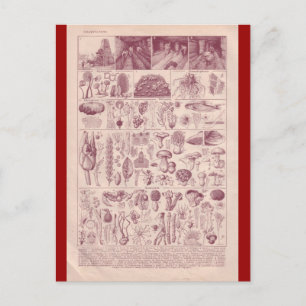 Französische Enzyklopädie 1920, Pilze Postkarte