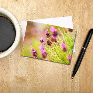 Französische Lavendel-Blume