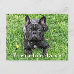 Französische Liebe Französische Bulldog Foto Postc Postkarte