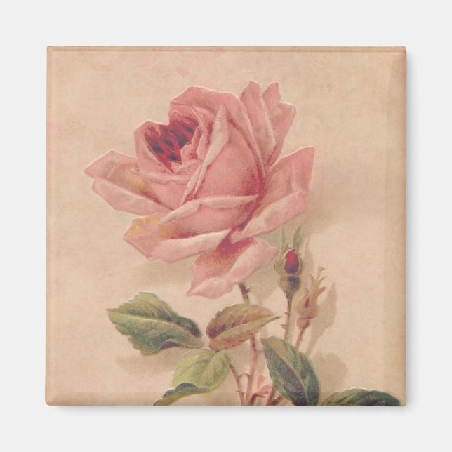 Französische Viktorianische Rosa Rose Magnet (Vorne)