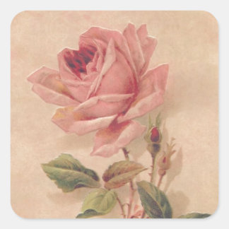 Französische Viktorianische Rosa Rose Quadratischer Aufkleber