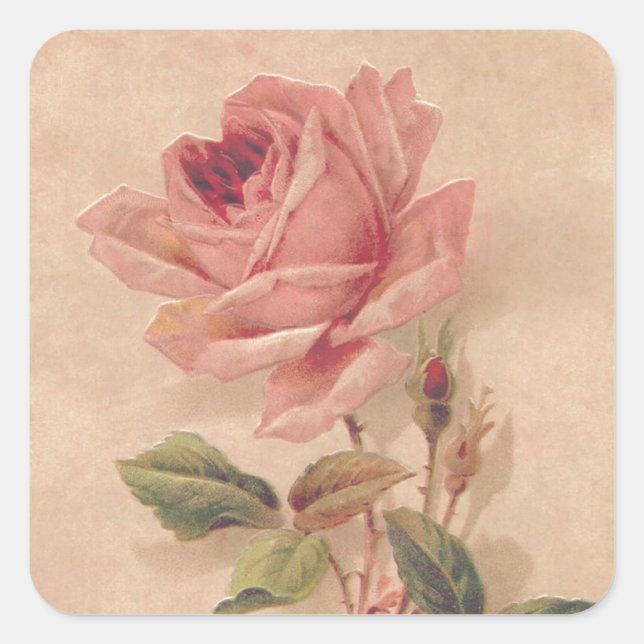 Französische Viktorianische Rosa Rose Quadratischer Aufkleber (Vorderseite)