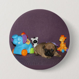 Französischen Bulldoggen kleiner Welpe Bulldog Button