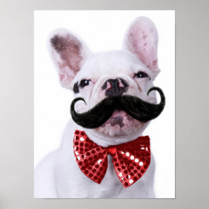Französischer Bull Doppy Welpe mit Mustache Poster