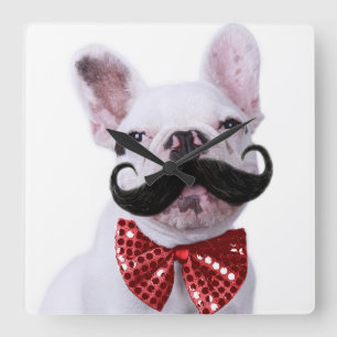 Französischer Bull Doppy Welpe mit Mustache Quadratische Wanduhr